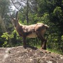 La découverte de la nature sauvage à portée de pieds!