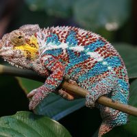 Profiter de la beauté de la nature en voyageant à Madagascar